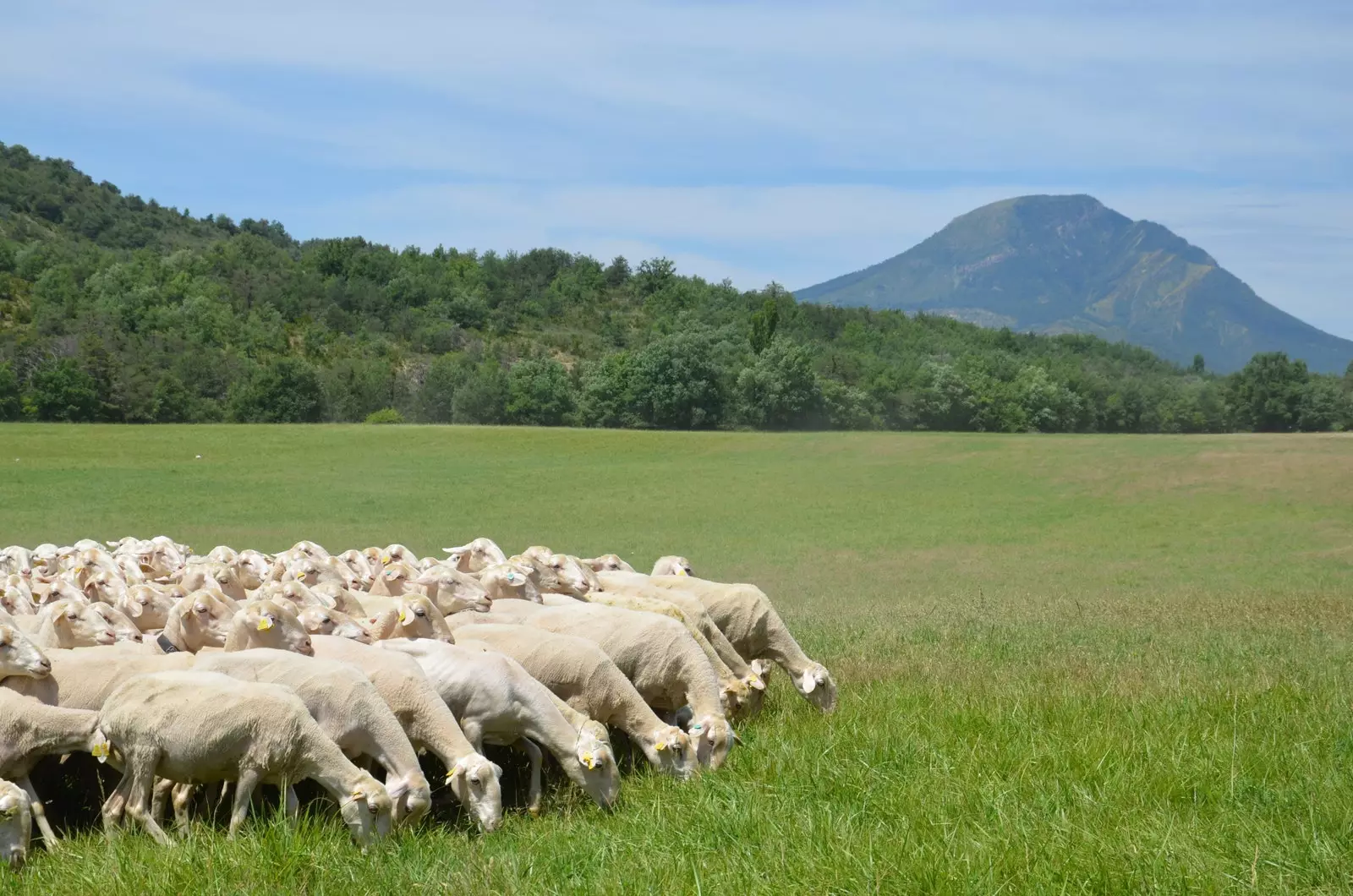 Schapen grazen naast Peña Oroel.