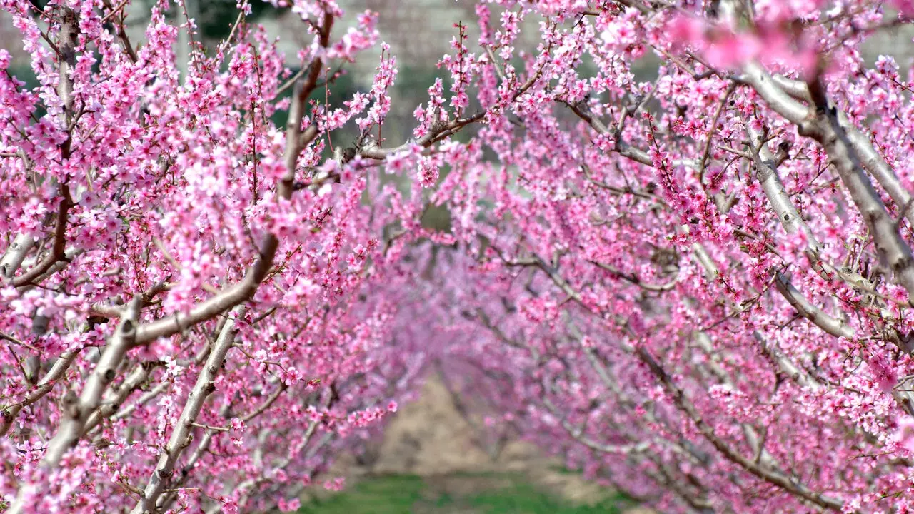 The Flowering of Cieza kembali: pengembaraan di antara pokok pic yang sedang mekar