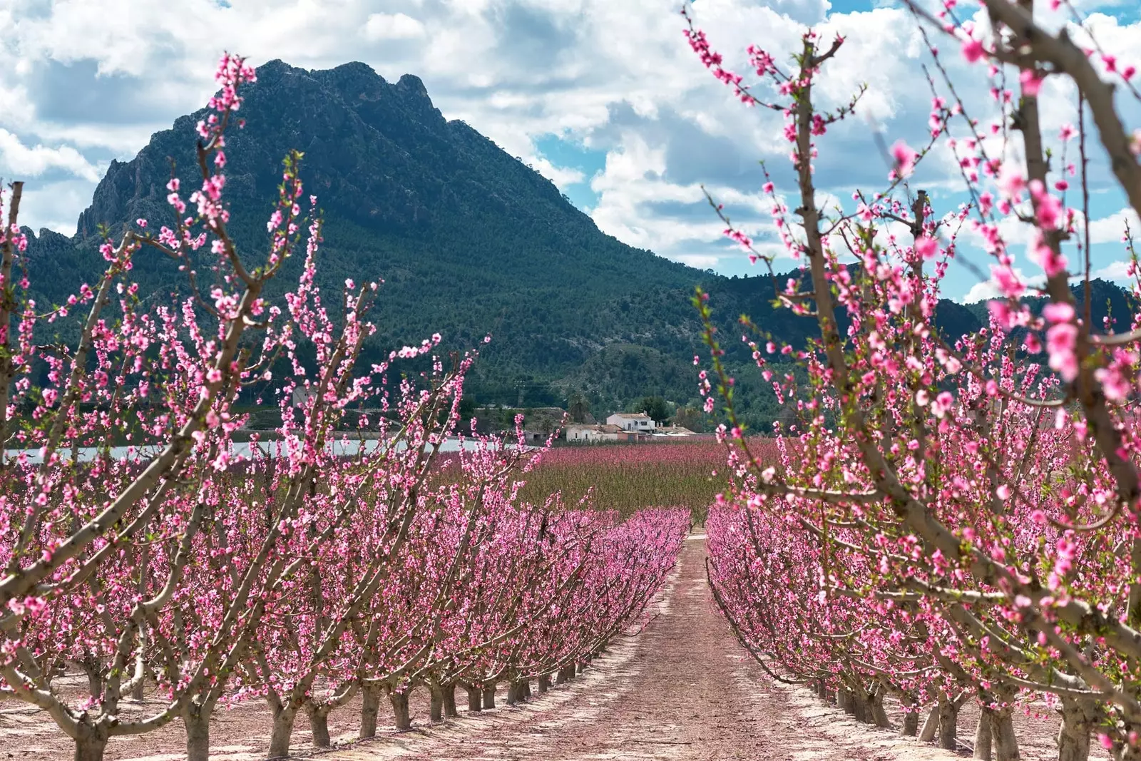 Cieza пахнет персиком