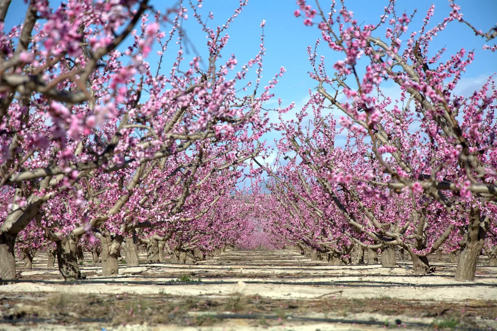 Cieza and the spectacle of its flowering