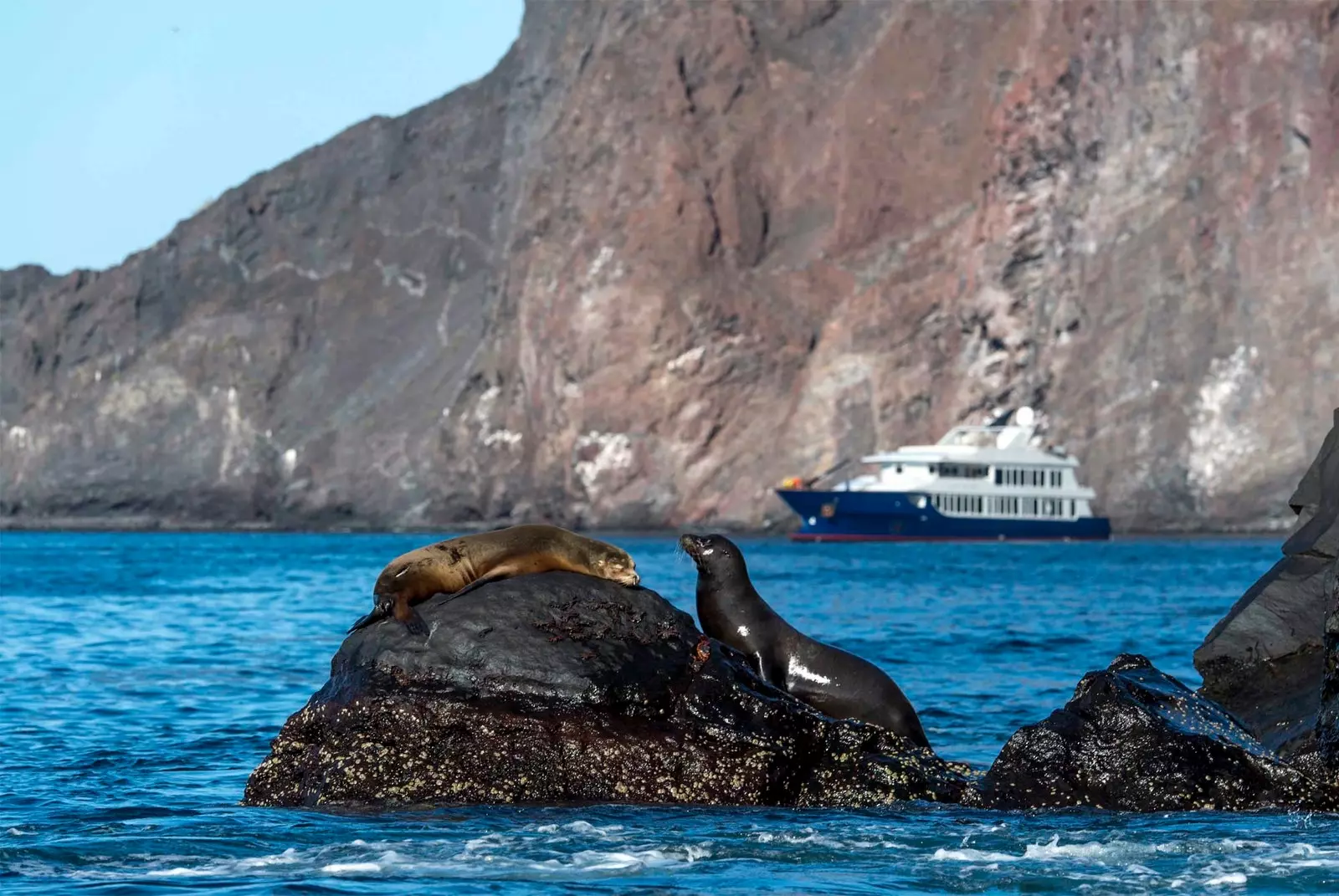 oldingi planda galapagos muhrlari va orqa fonda kruiz kemasi