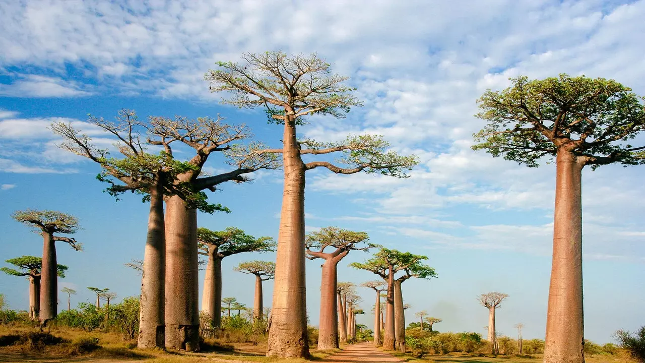 Baobab: da dove viene il superfood di cui tutti parlano?