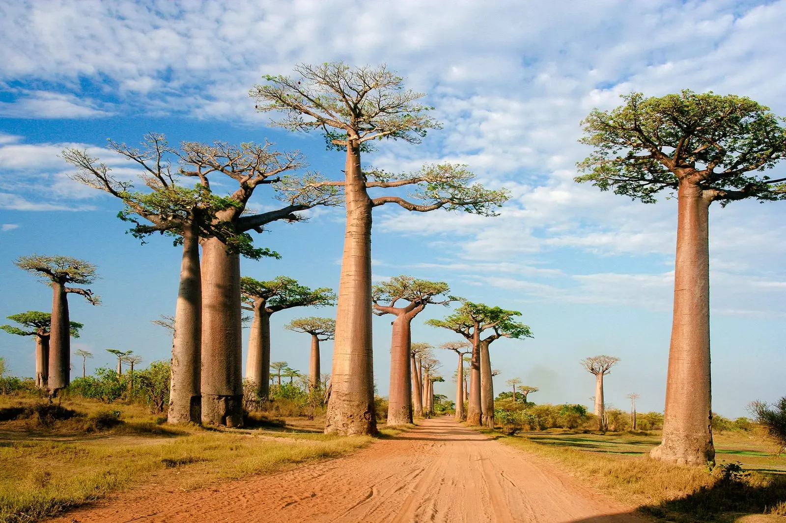 Baobab hamının danışdığı super qida haradan gəlir