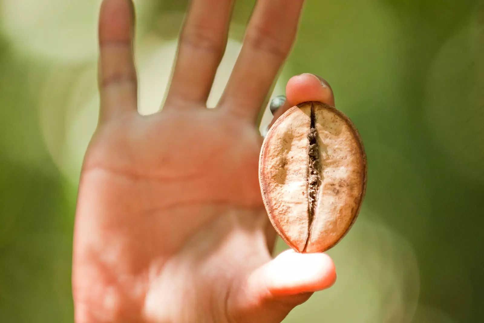 Baobab ima osam vrsta, od kojih šest na Madagaskaru.