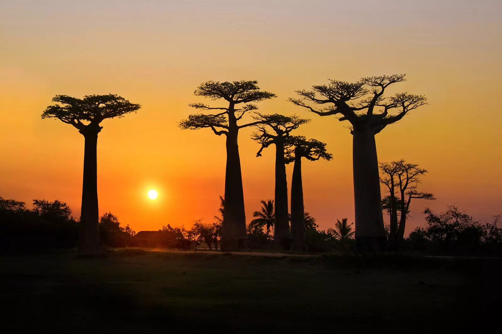 Consumeer de baobab zolang deze biologisch komt