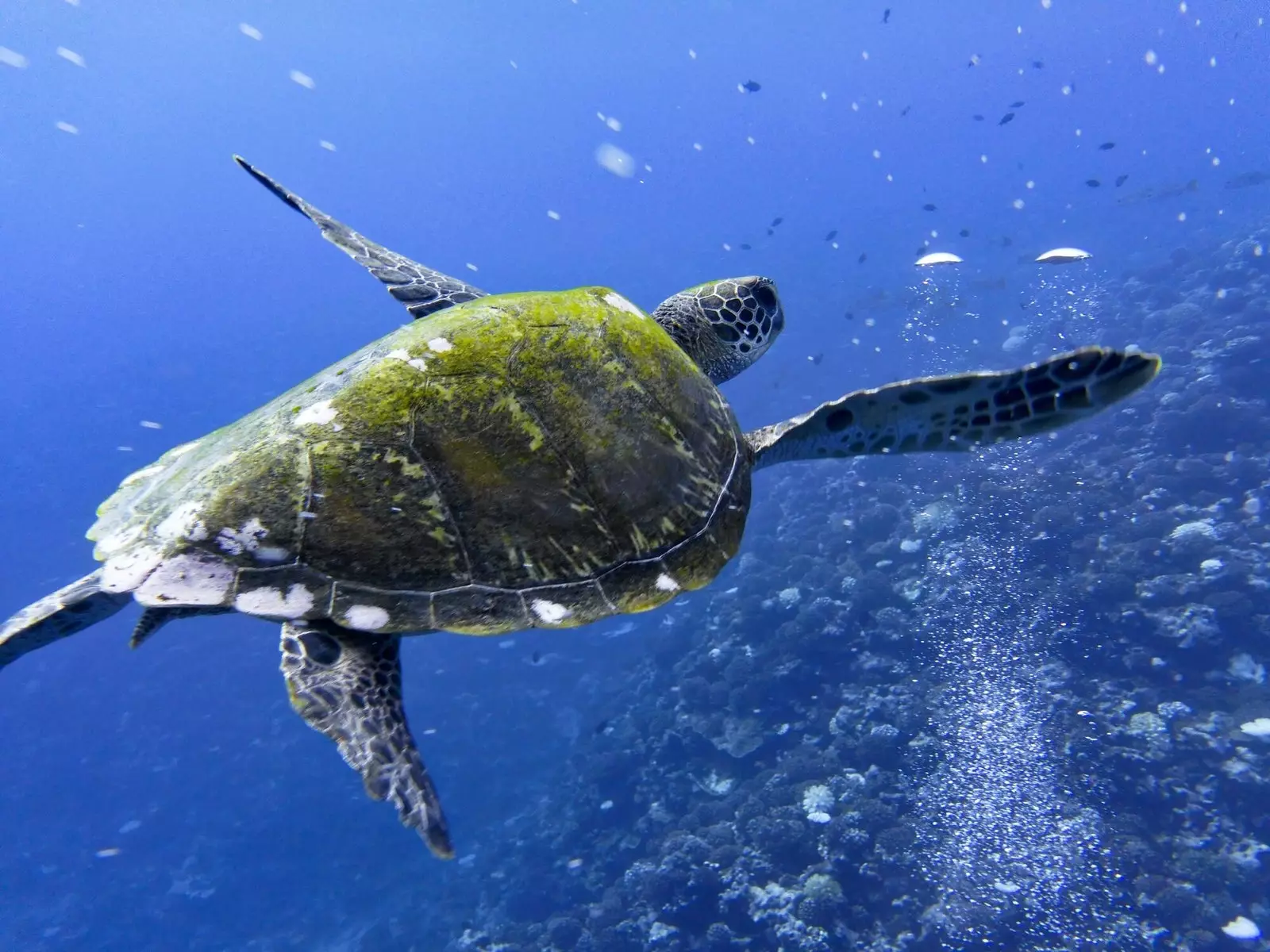 Moorea Francuska Polinezija