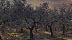 גייד פֿאַר געהעריק קאַנסאַמשאַן פון מאַסלינע ייל