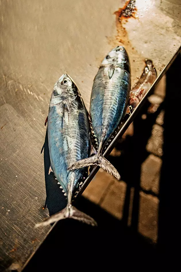 ikan di pelabuhan