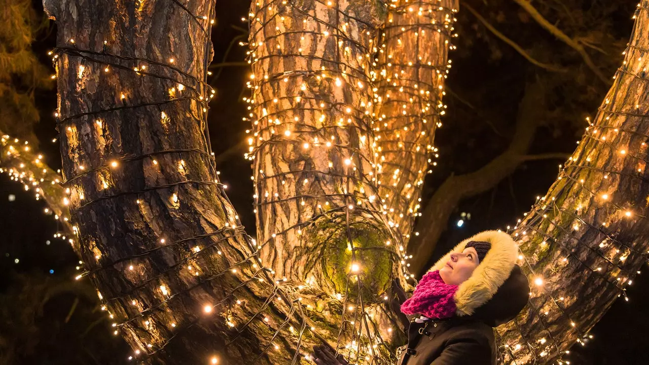 Luzes de Natal entram no Jardim Botânico de Madrid