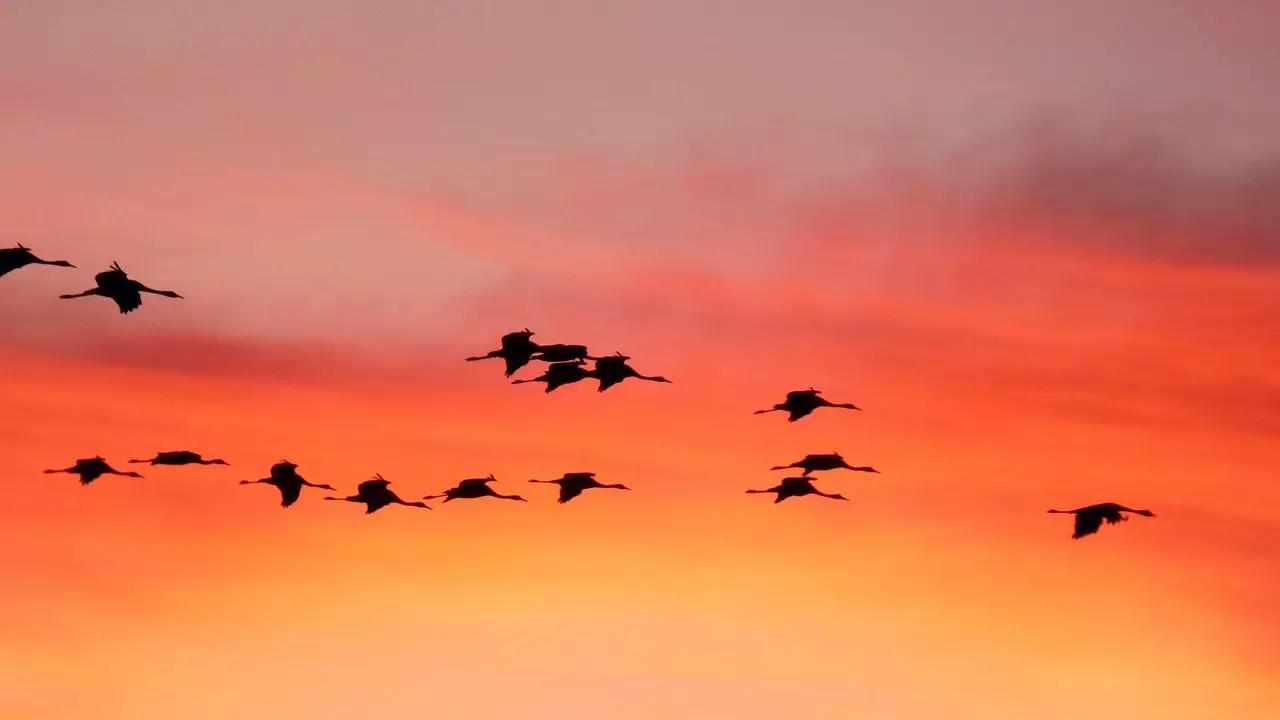 Lo spettacolo delle gru a Gallocanta