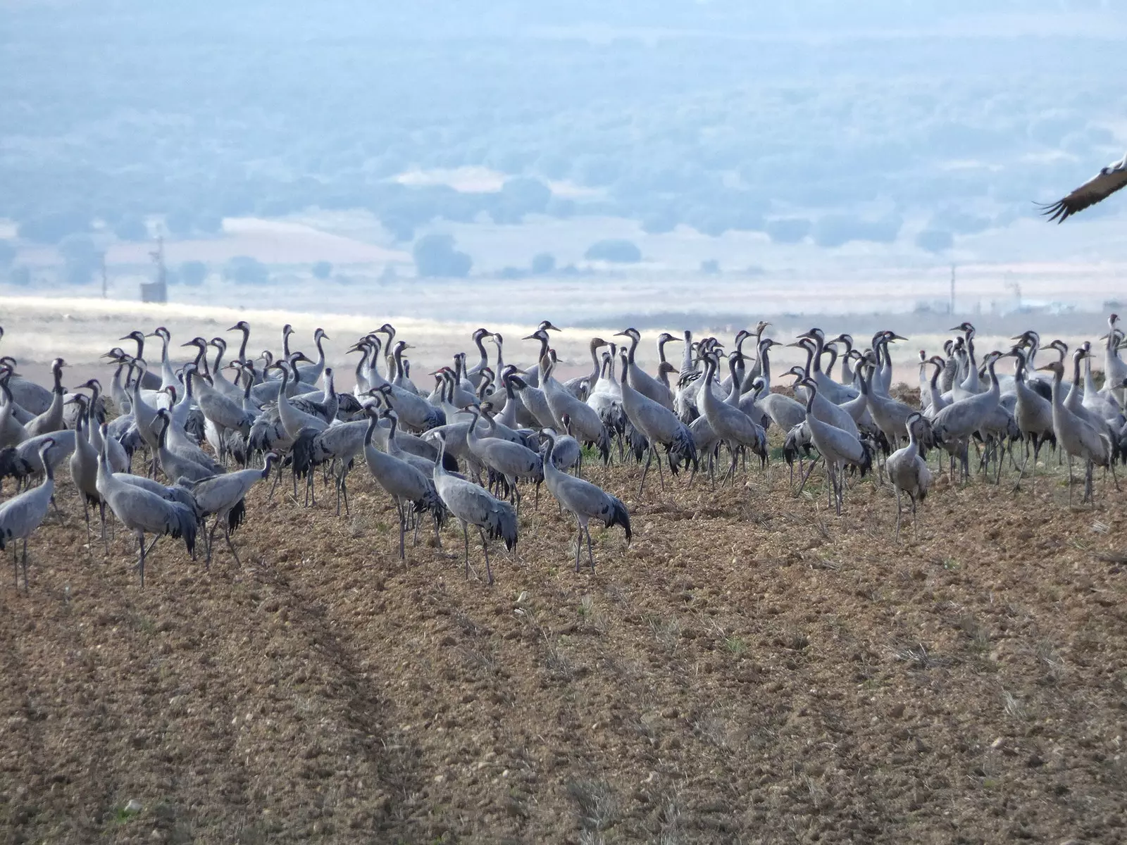 24 lutego 2011 r. zarejestrowano 114 800 żurawi nocujących w Gallocanta