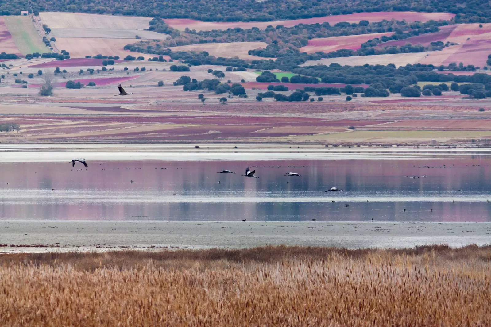 Gallocanta lagününde uçuş yapan vinçler