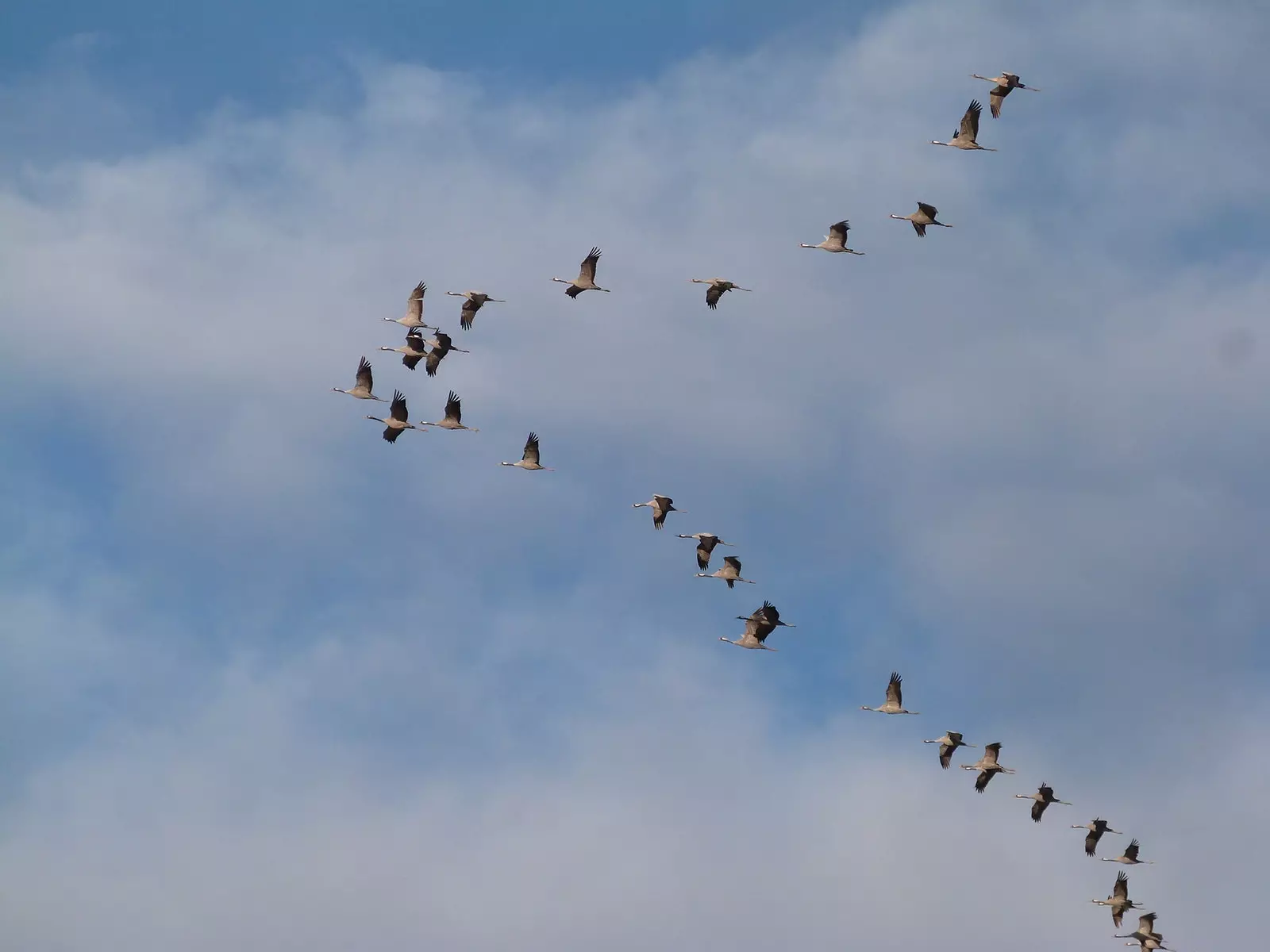 Formation de grue en 'v'