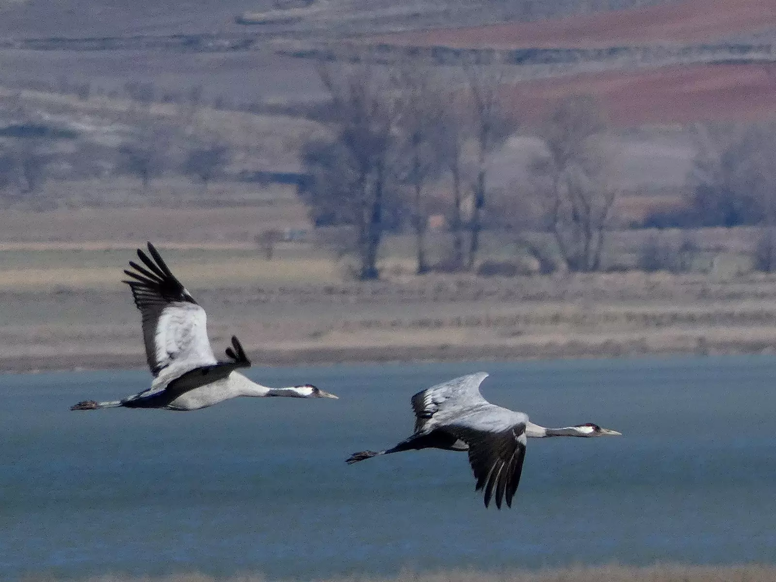 Grues volant a Gallocanta