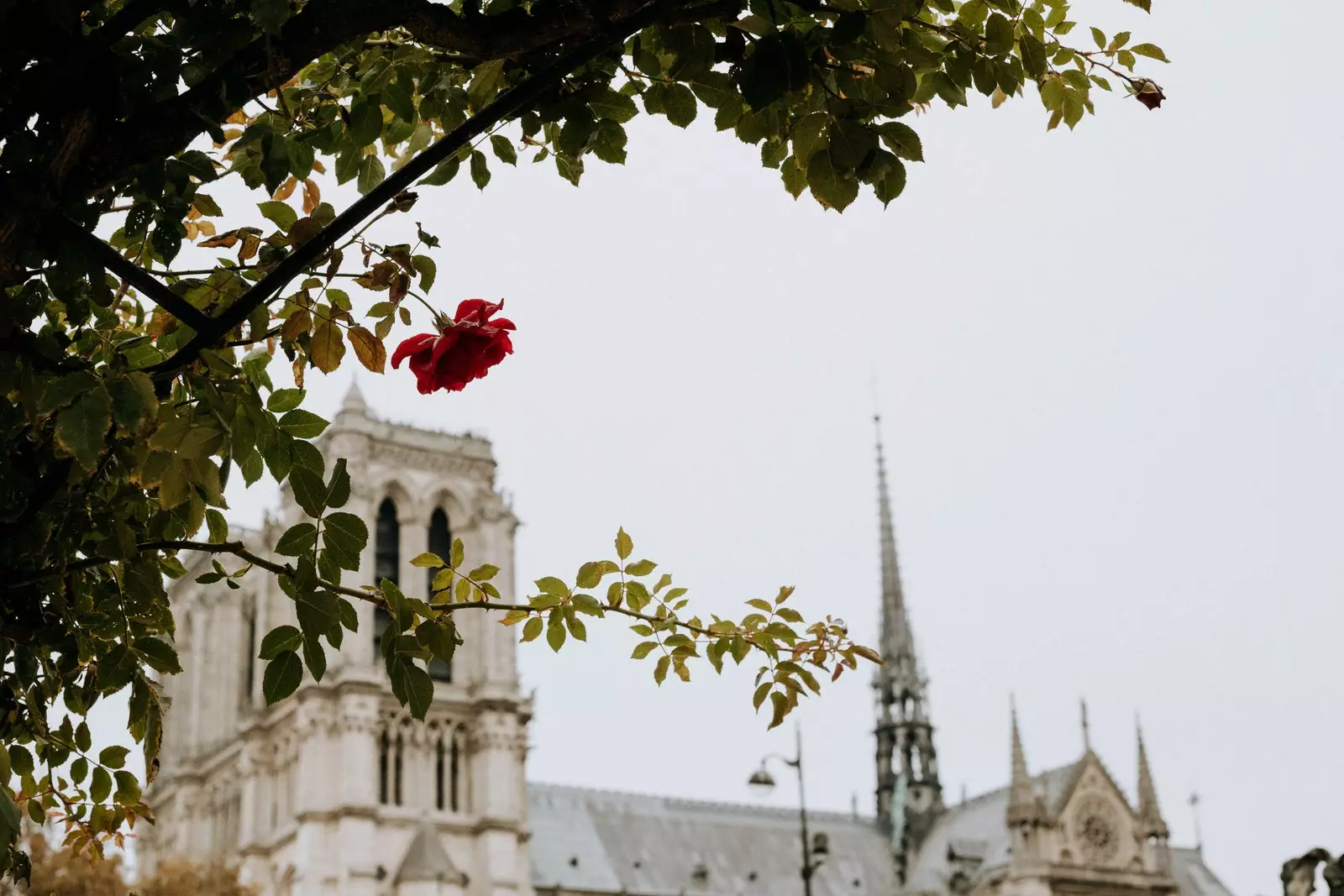 Notre Dame on aina Pariisi