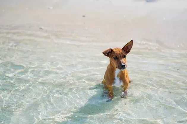 Plaże dla psów w Barcelonie