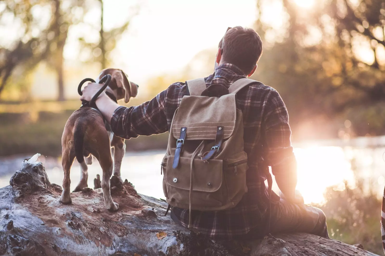 Homem com cachorro em uma floresta