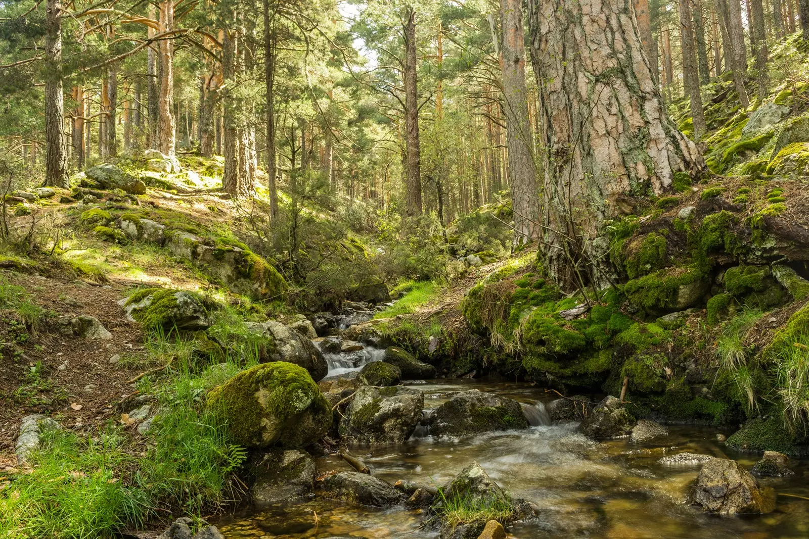 Guadarrama