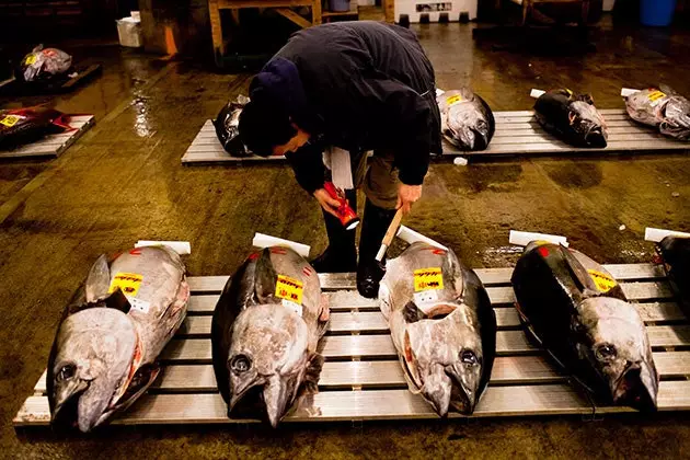 Tsukiji, paradisul tonului proaspăt