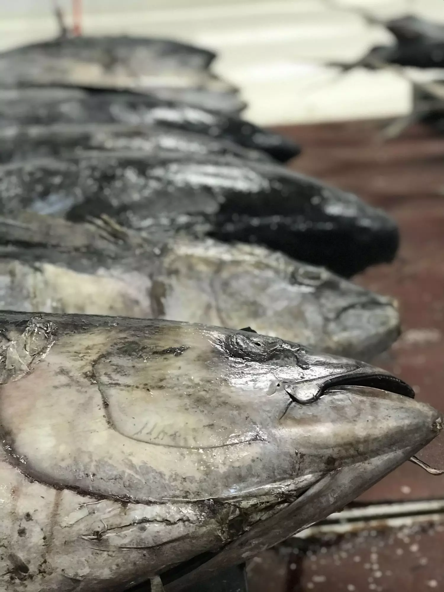 Thons jaunes en attente de pêche à la société Herpac.