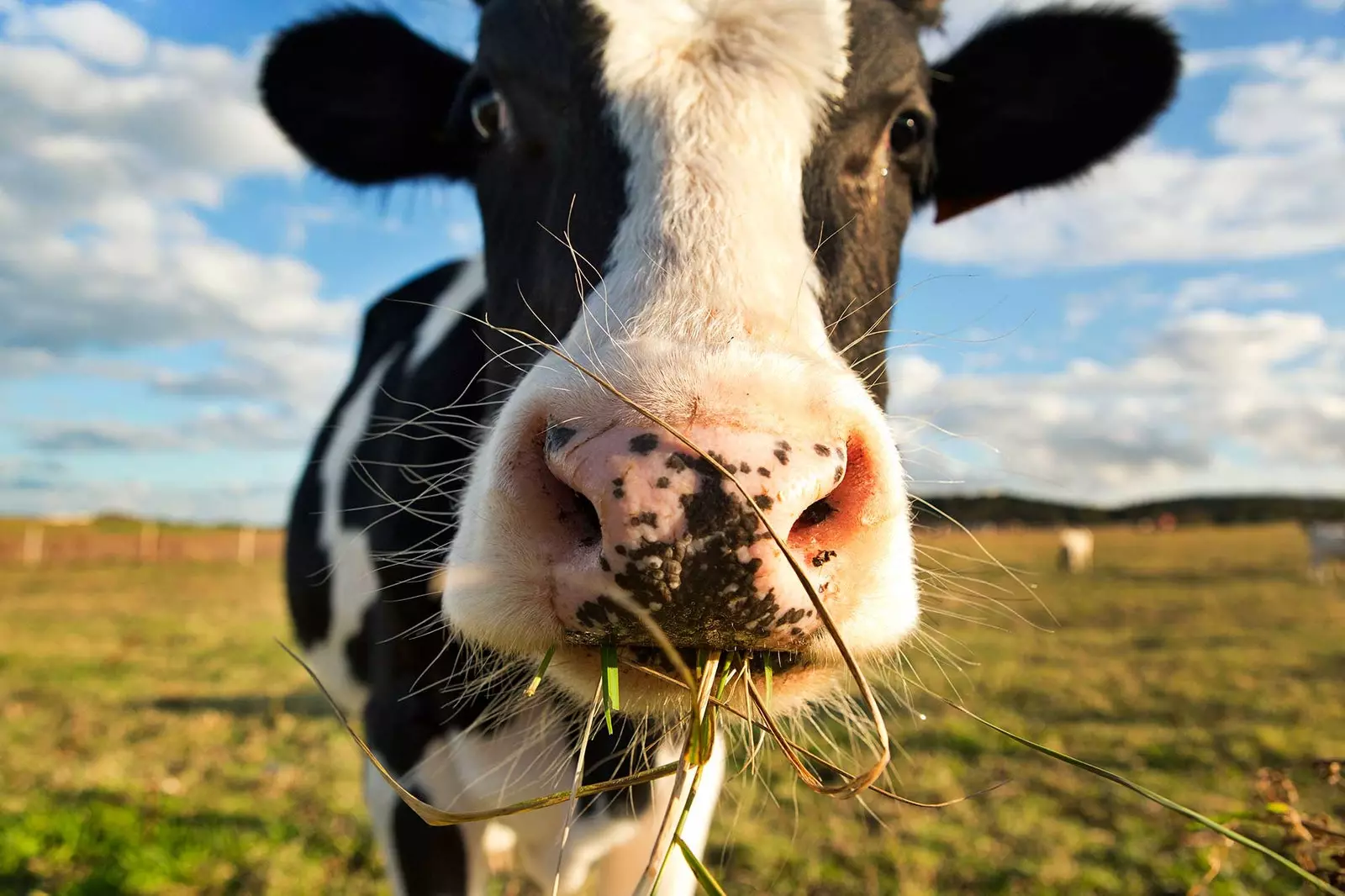 vache qui paît