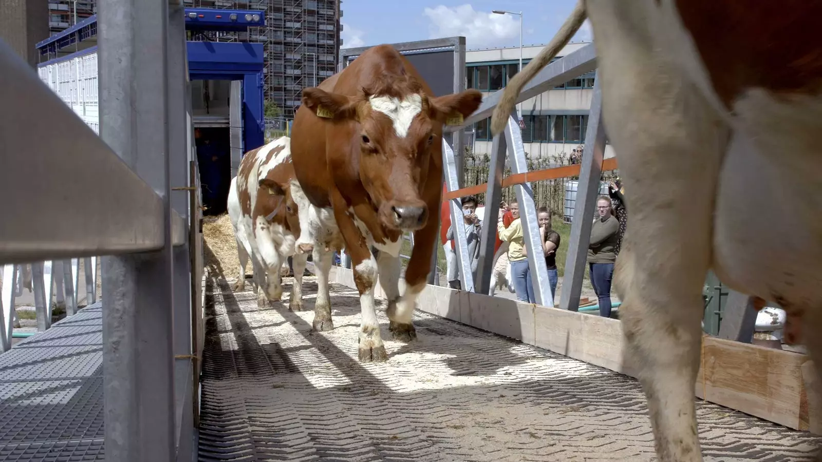 Krave vstopajo na sprehajalno pot plavajoče kmetije