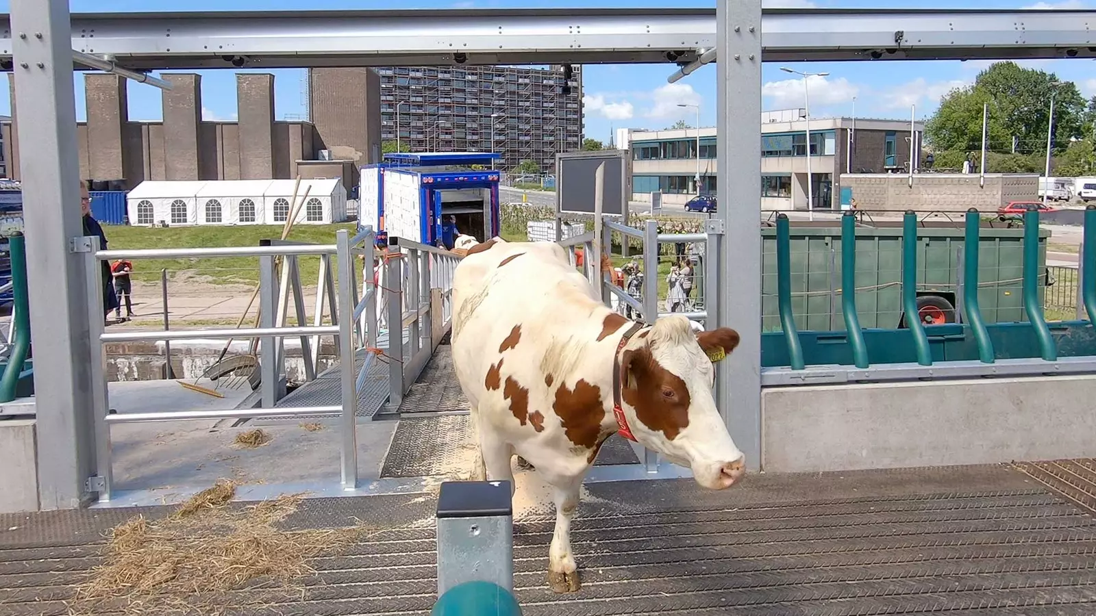 Mucche nella fattoria galleggiante di Rotterdam