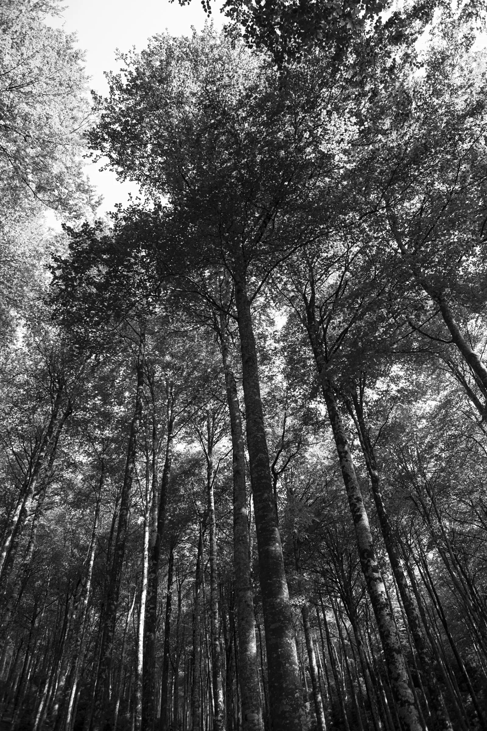 'Bahasa hutan' adalah jalan menuju hutan.