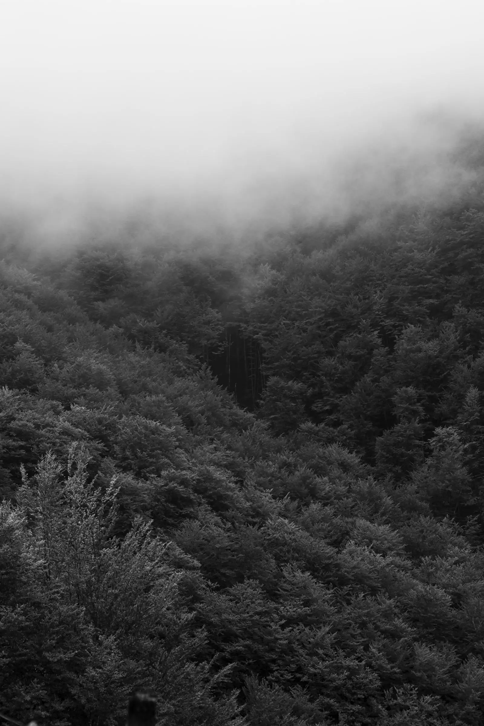 Allons-nous dans la forêt