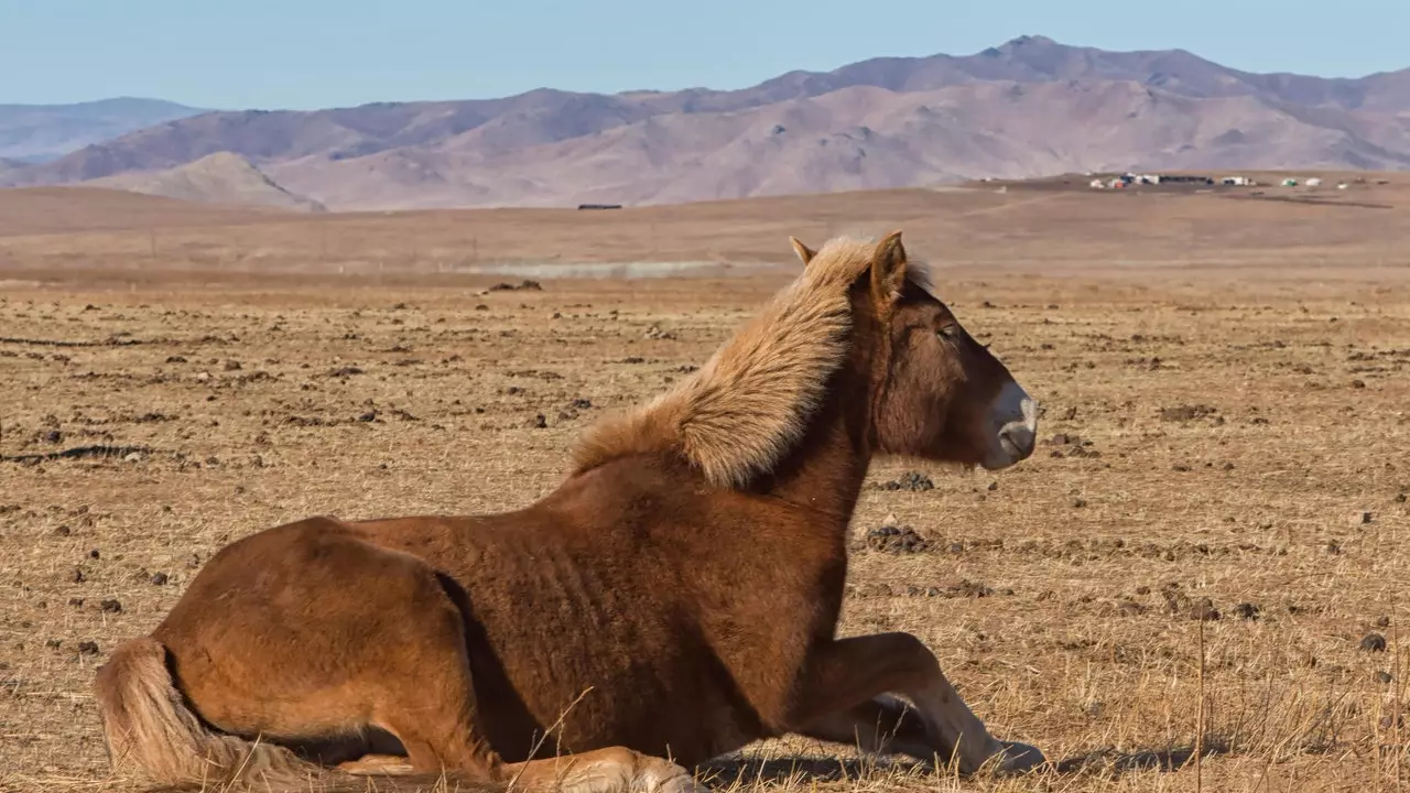 Con ngựa Przewalski: câu chuyện về cách một loài đã tuyệt chủng được tái sinh