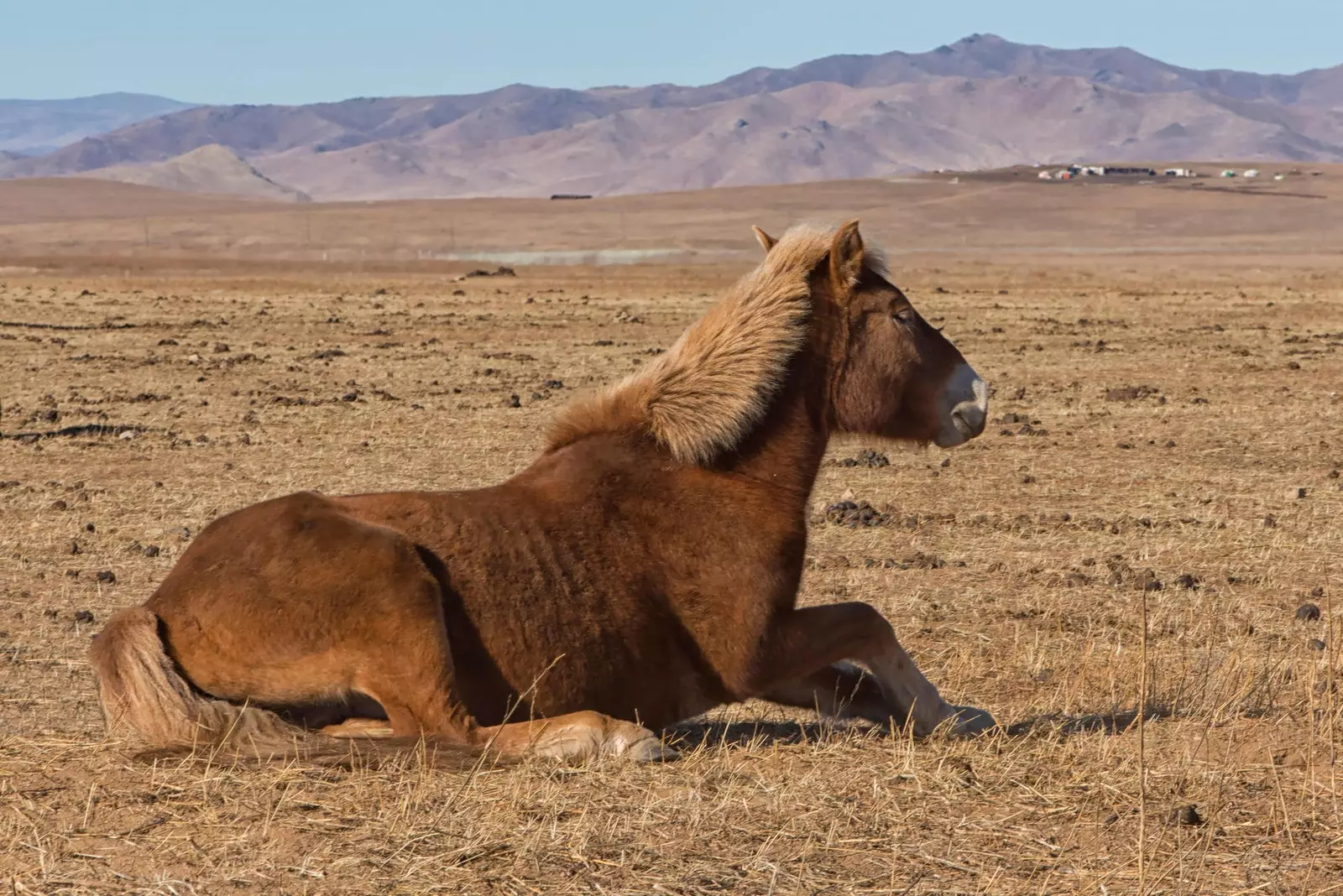 Przewalski hesturinn er saga um hvernig útdauð tegund fæddist aftur