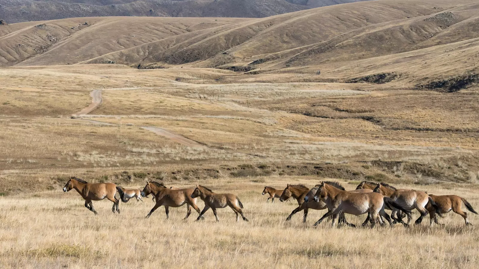 Przewalski 馬の群れ