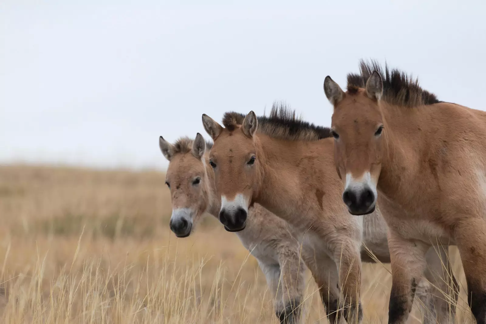 Stada konja Przewalski