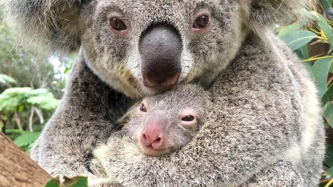 Ky park australian feston lindjen e koalës së parë që nga zjarret