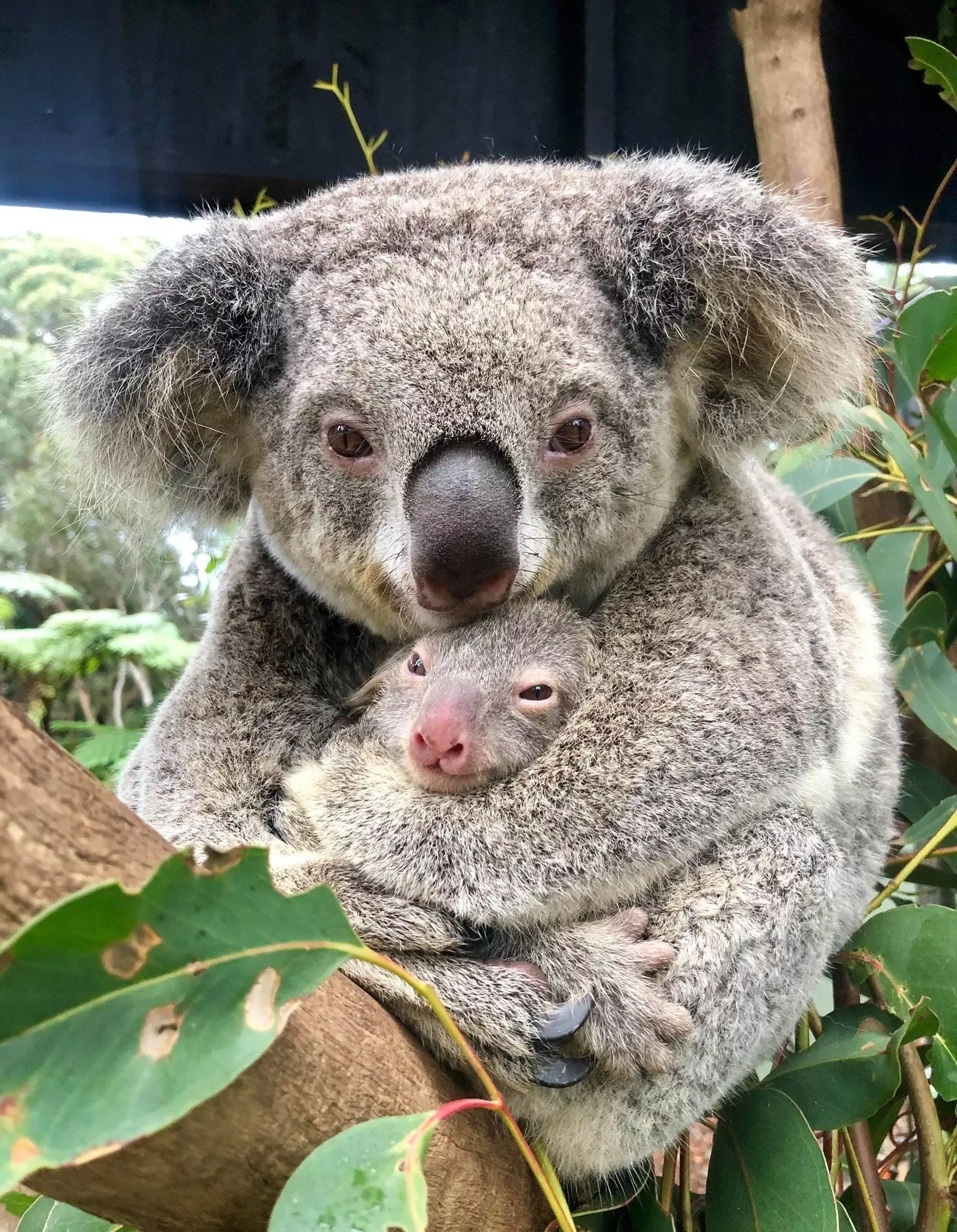 Ash și mama lui Rosie la Australian Reptile Park.