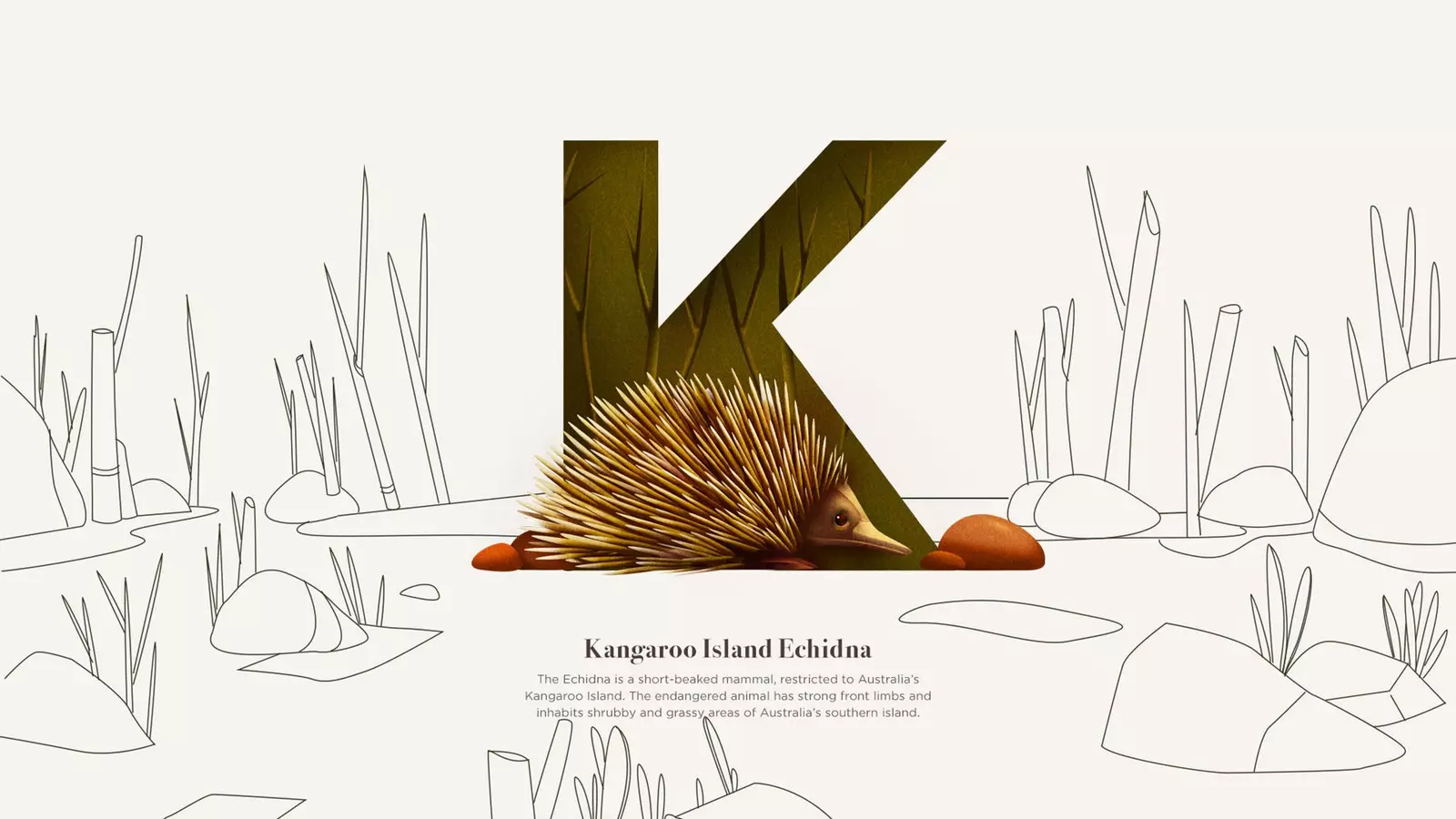 Kengur Island Echidna