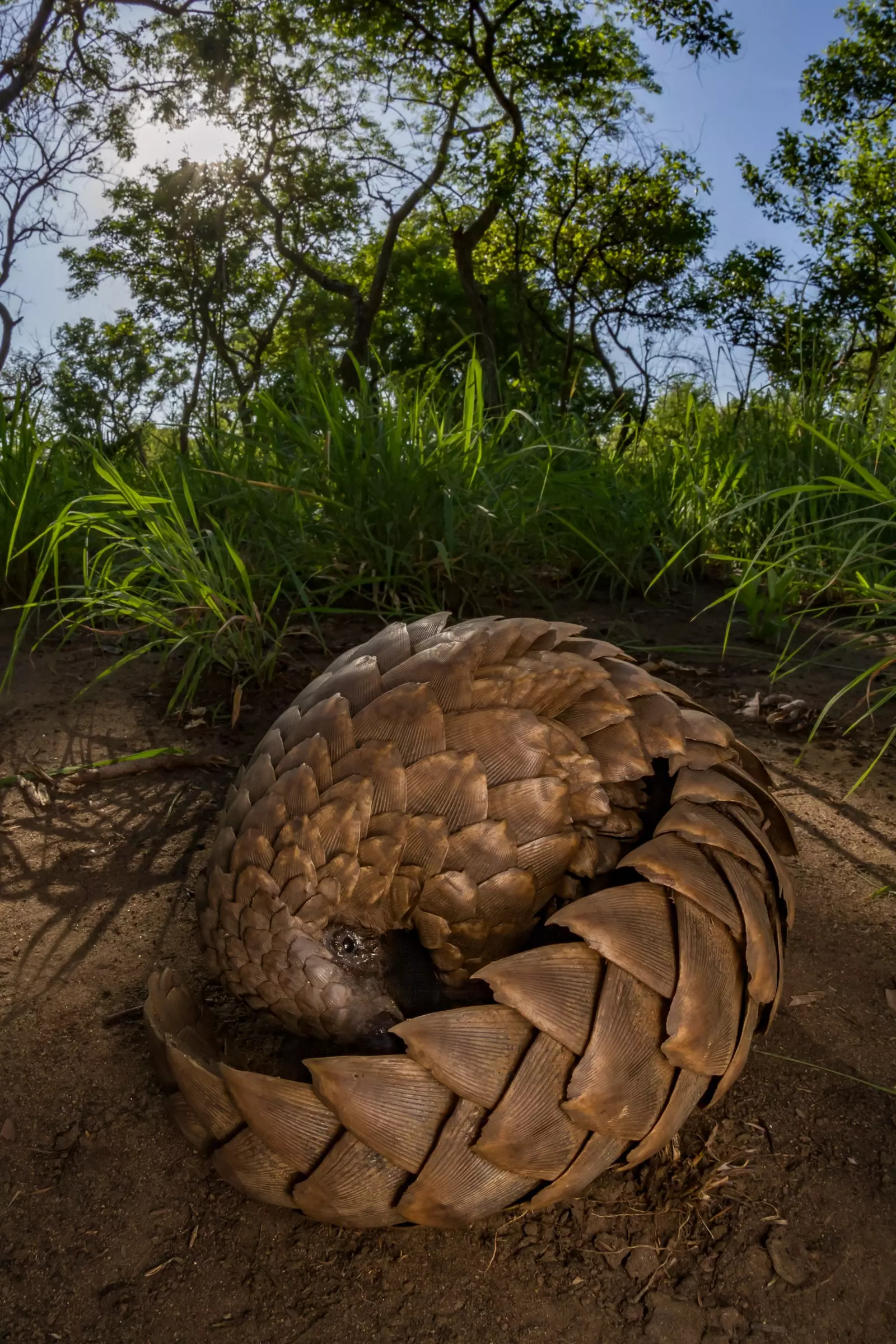 Pangolinul este cel mai traficat animal din lume, mai ales în Asia, dar norocul lui s-ar fi putut schimba în 2020.