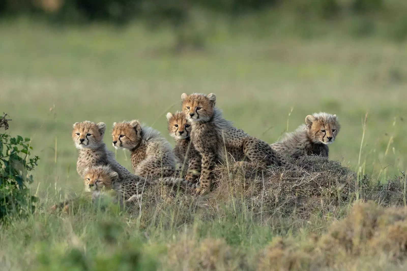 Bébés guépards dans la réserve nationale du Masai Mara au Kenya.