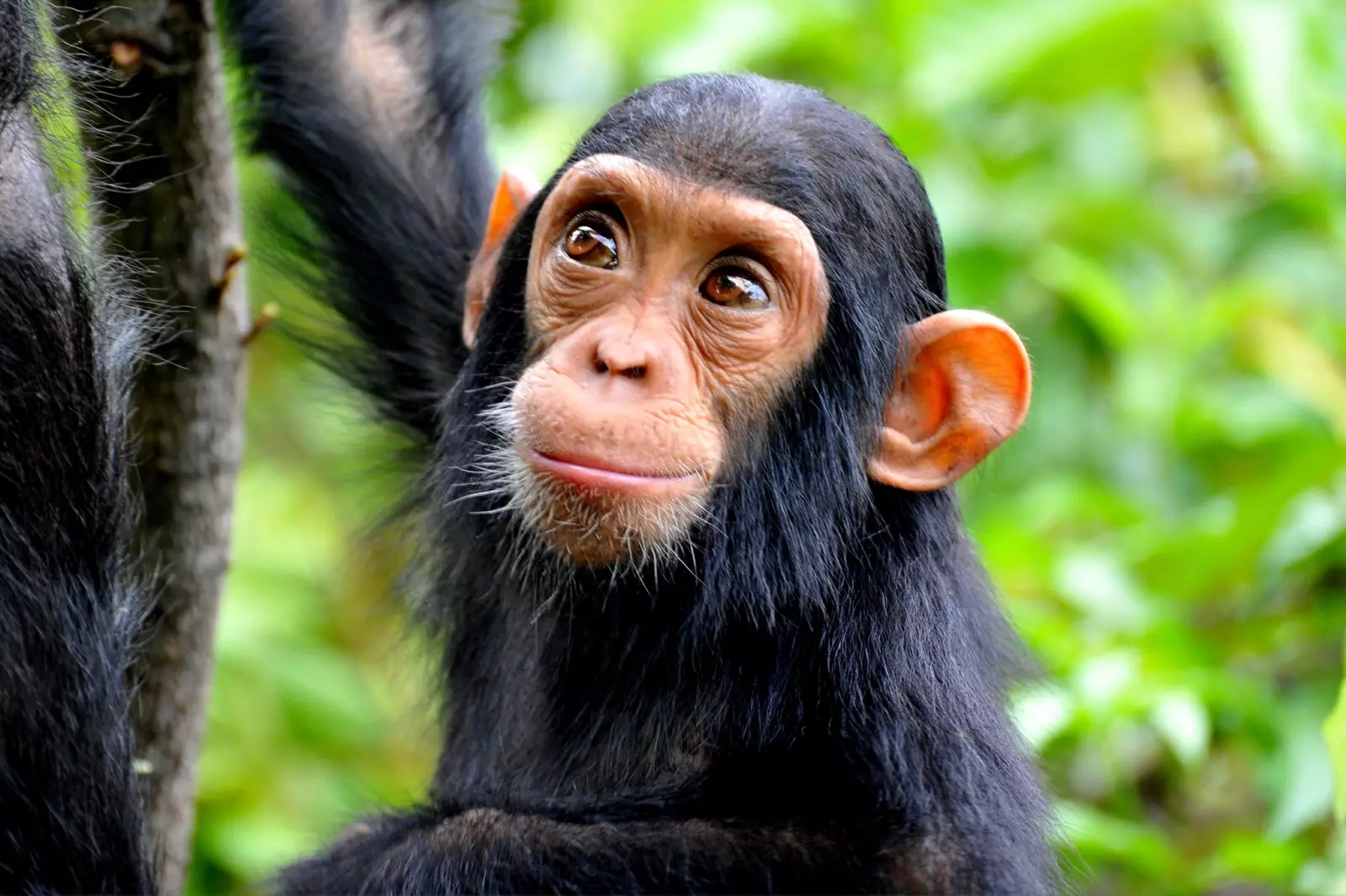 O projeto para salvar o chimpanzé da extinção em Uganda.