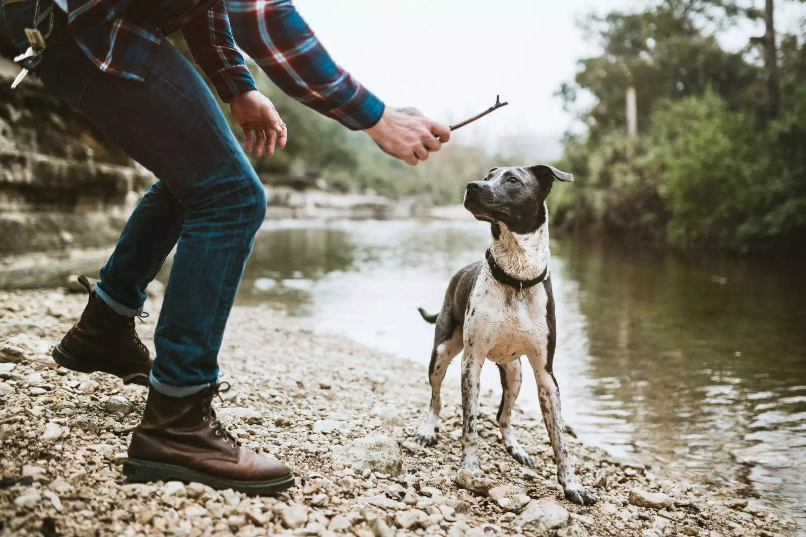 Arrêtez ensuite un voyage avec mon animal de compagnie.