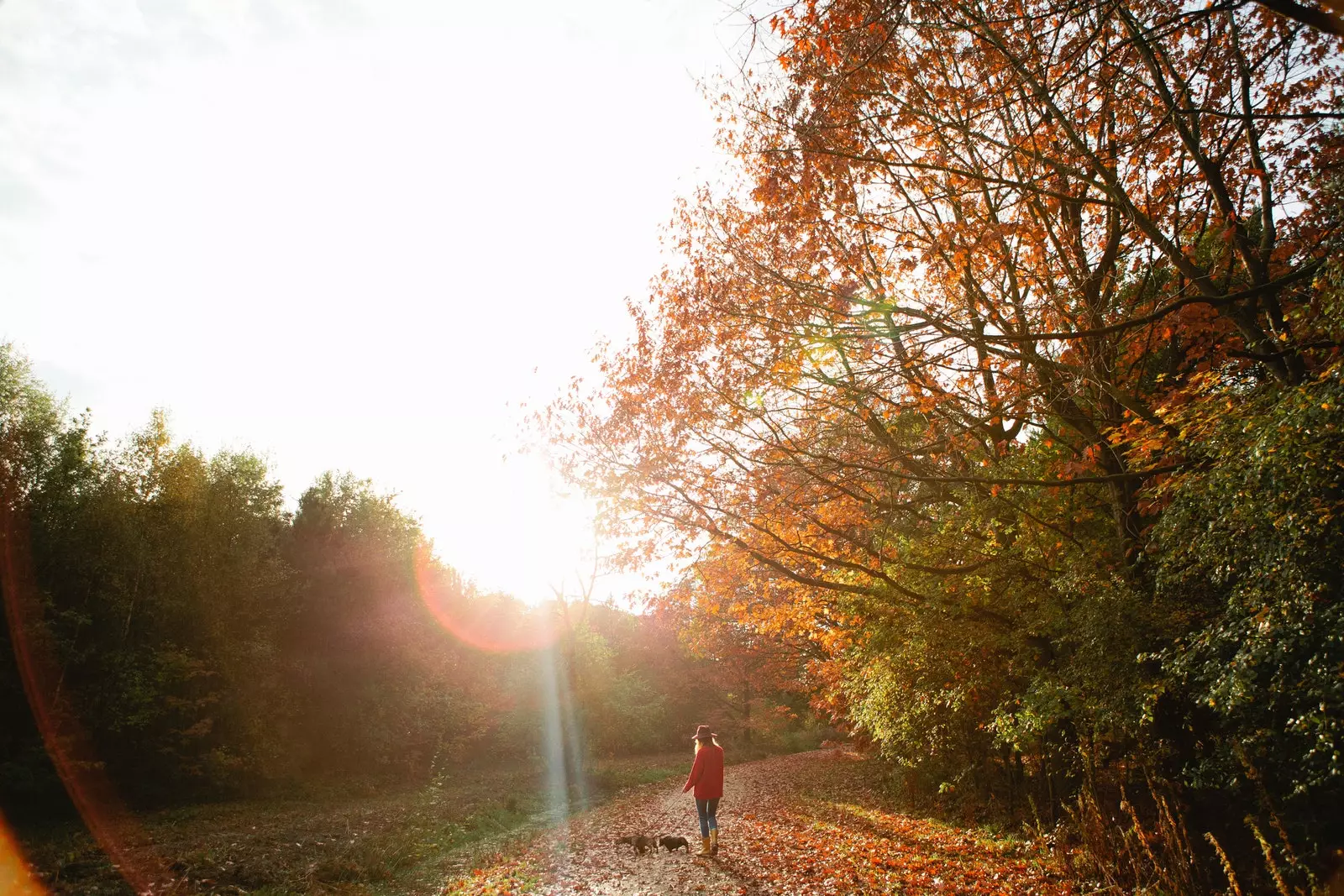 girl walking the dog in autumn