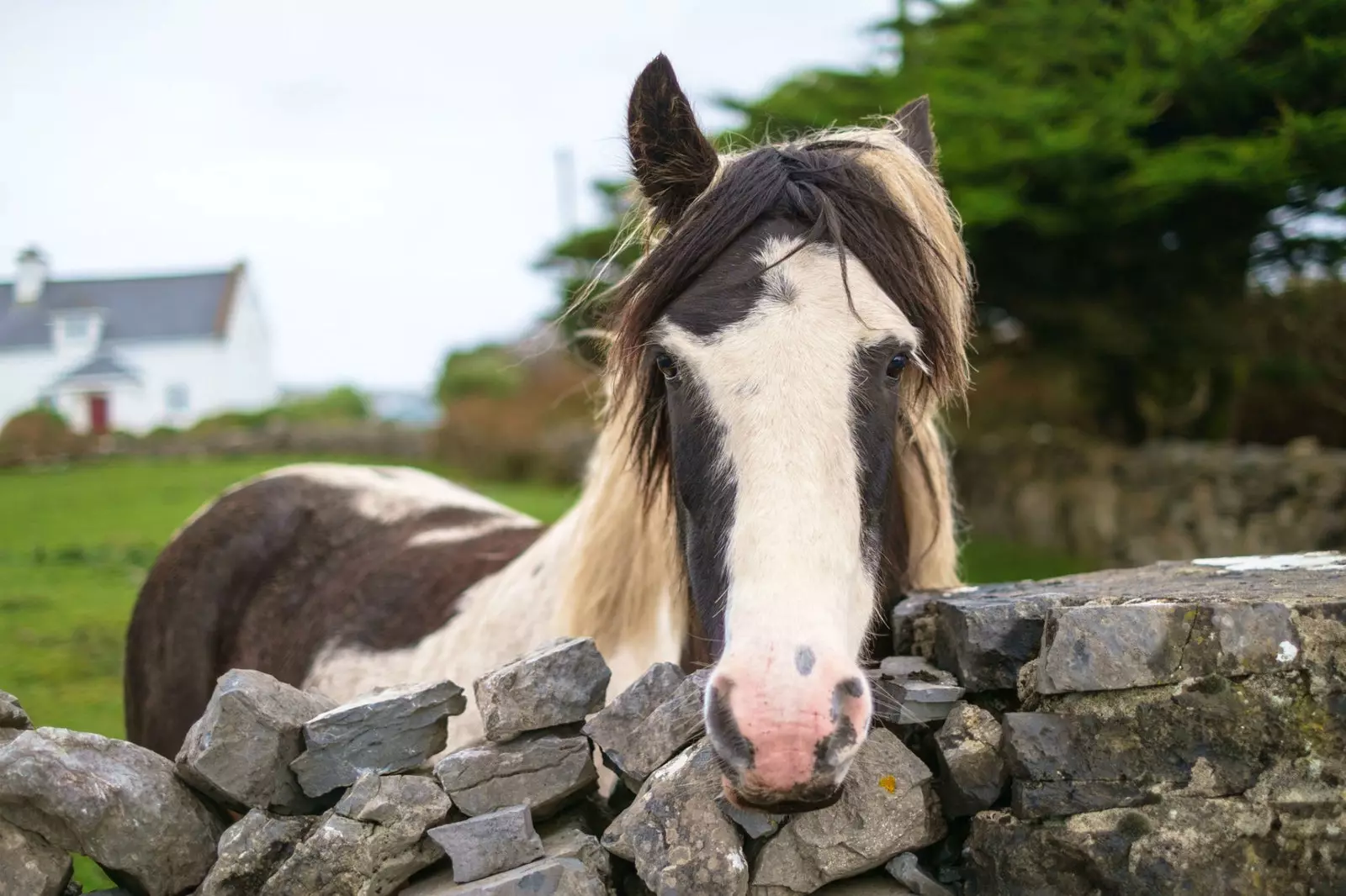 Paarden, ezels en koeien grazen vrij in de tuinen en weiden van de kleine Inis Mór.