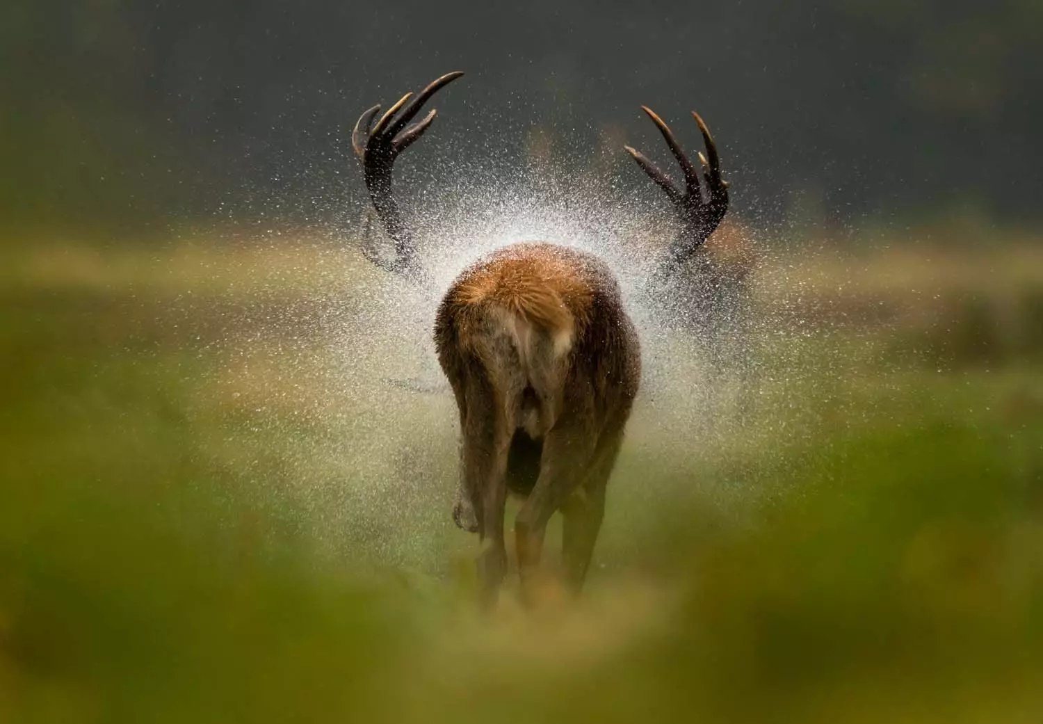 After the Rain av Danny Green