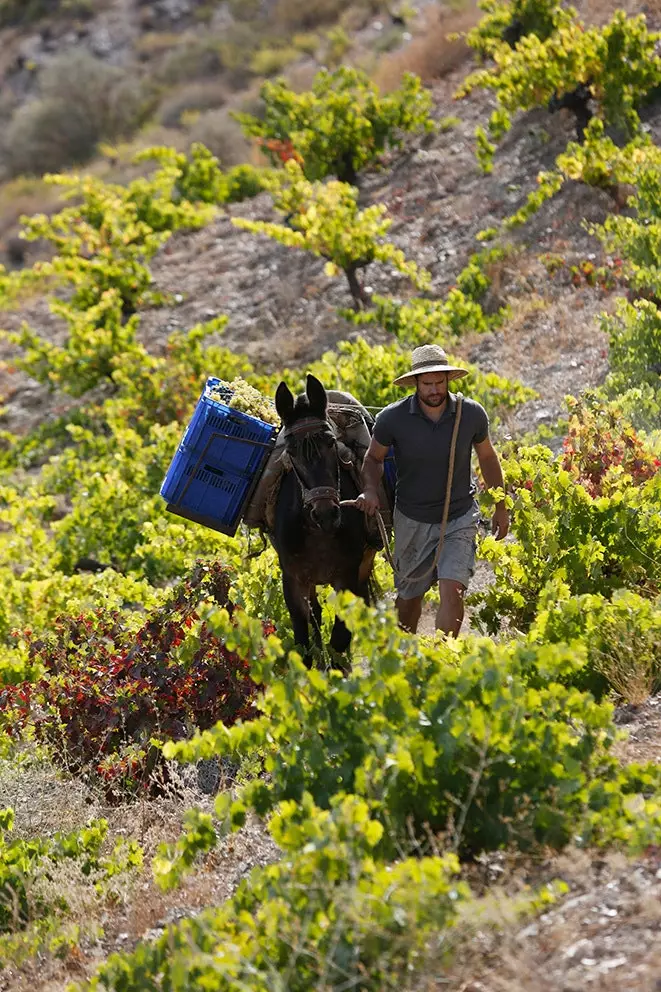 Bodegas Garcia de Verdevique