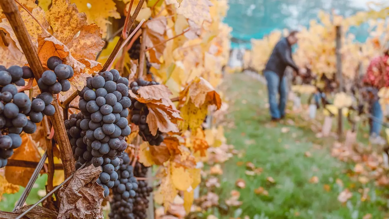 Virtualni vinski turizem v času pandemije