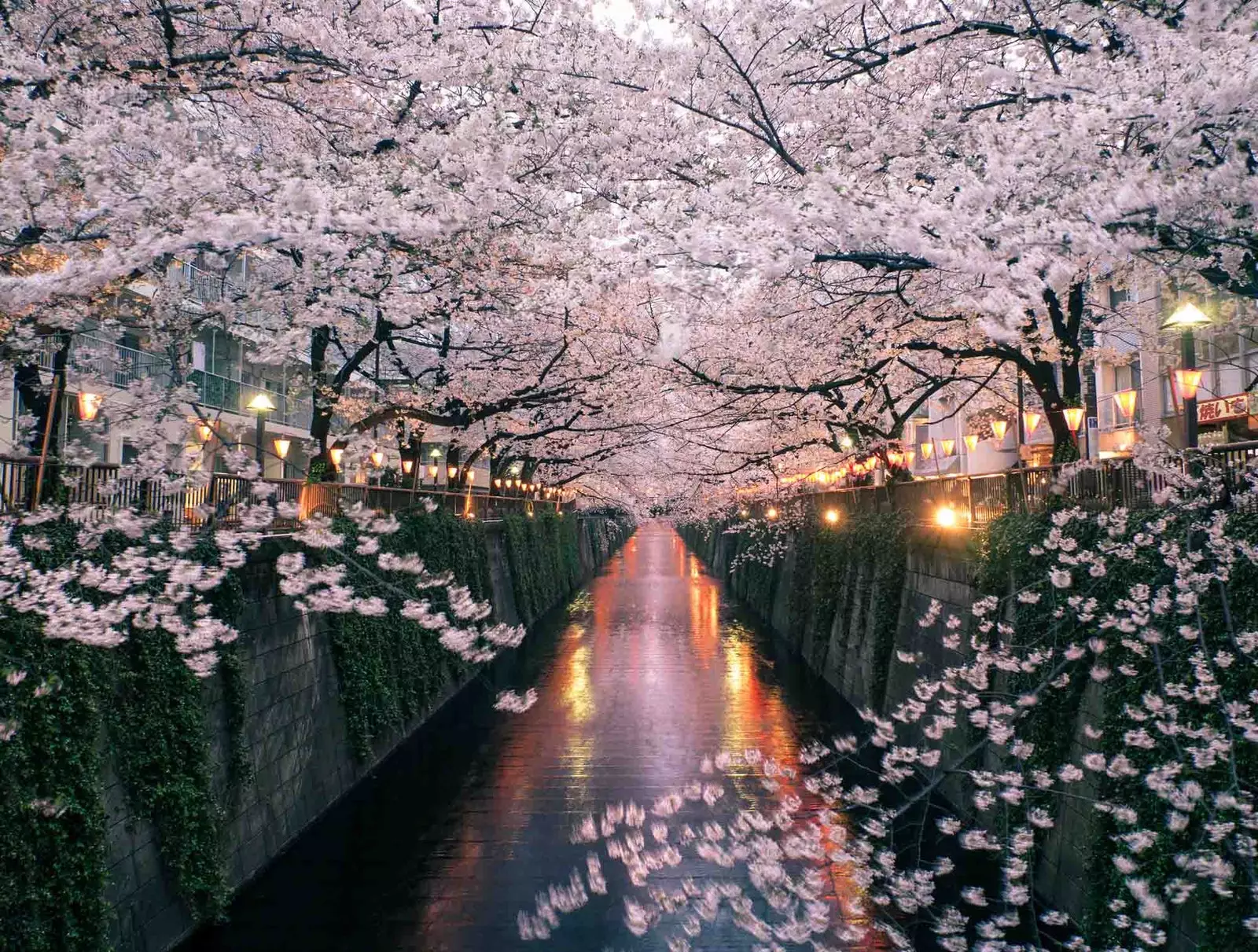 cherry blossom river japan