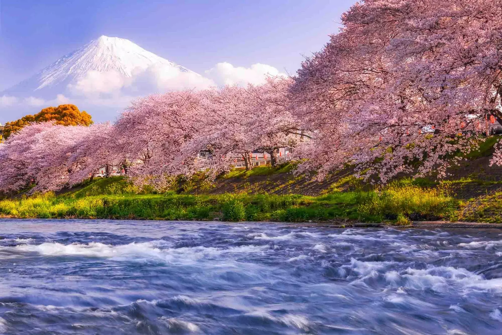 cherry blossom river japan