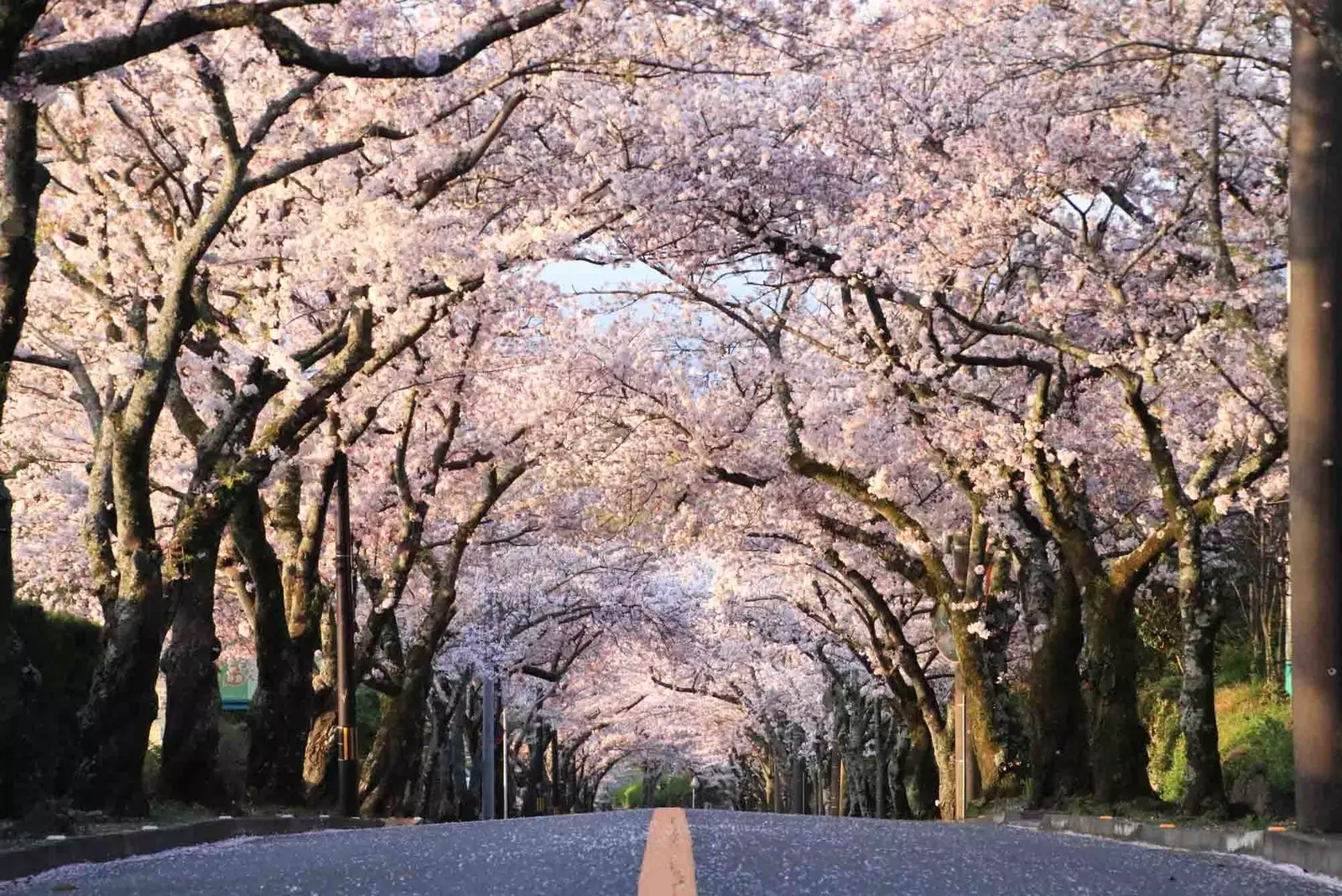 barabara ya maua ya cherry japan