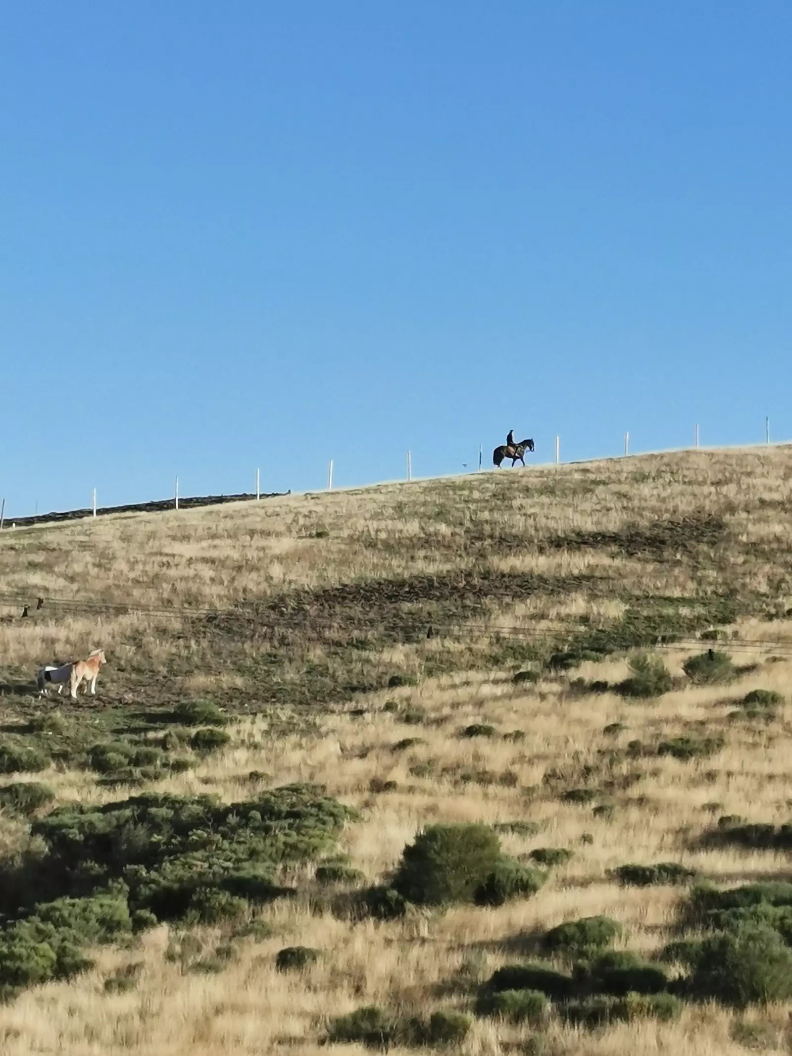 Kauboji sa leonskih planina