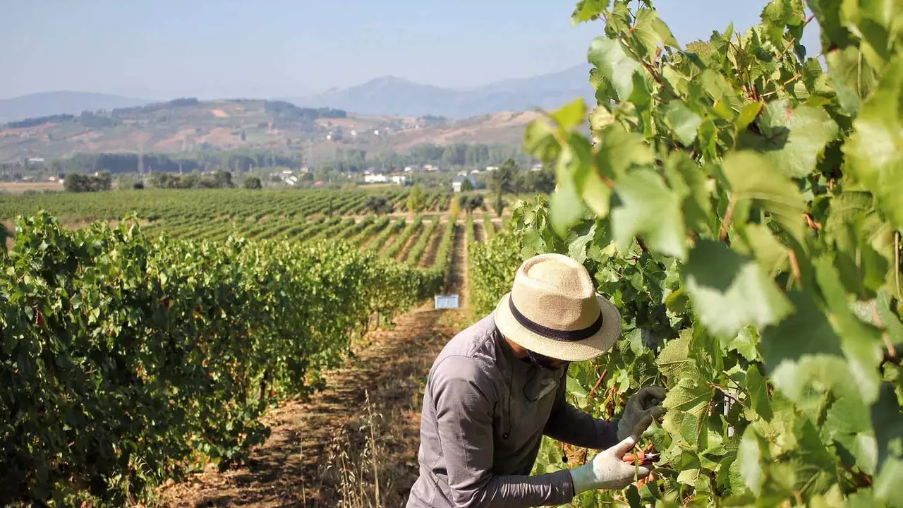 Fem autoktone vinopplevelser i El Bierzo